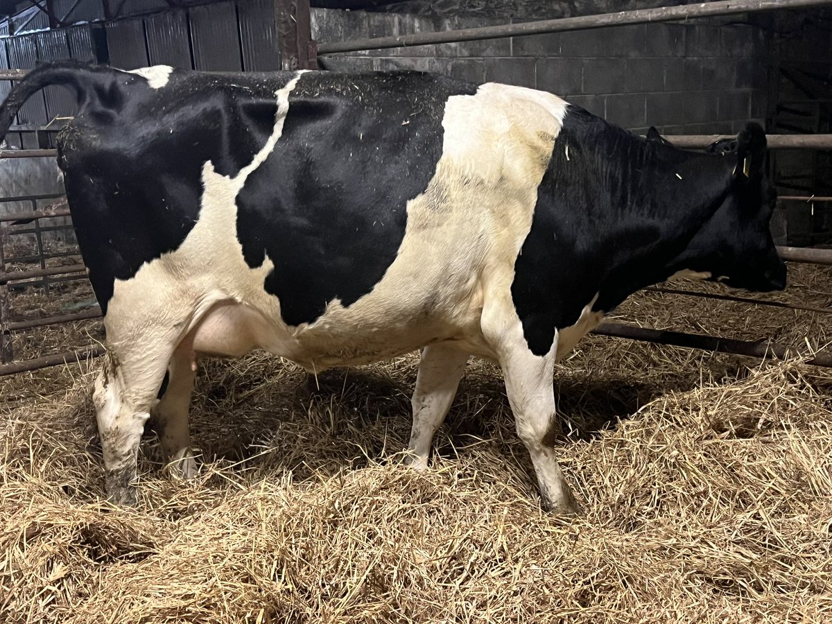 Kevin o Hanlon tweet media