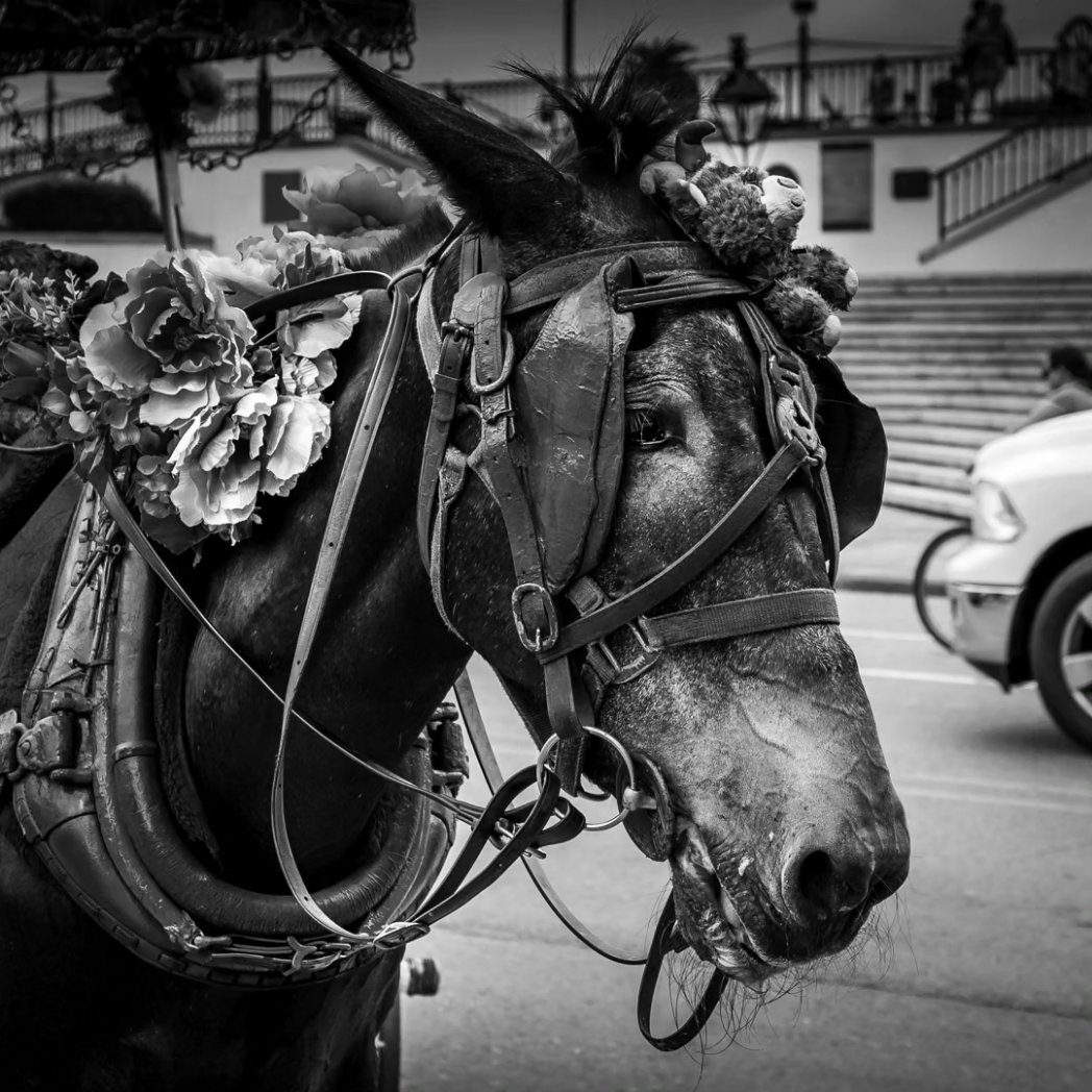 New Orleans at the French Quarter 
#streetphotography #blackandwhitephotography #frenchquarter #horsepower #neworleans #Louisiana #bnw #portrait #blacknwhite #canonphotography