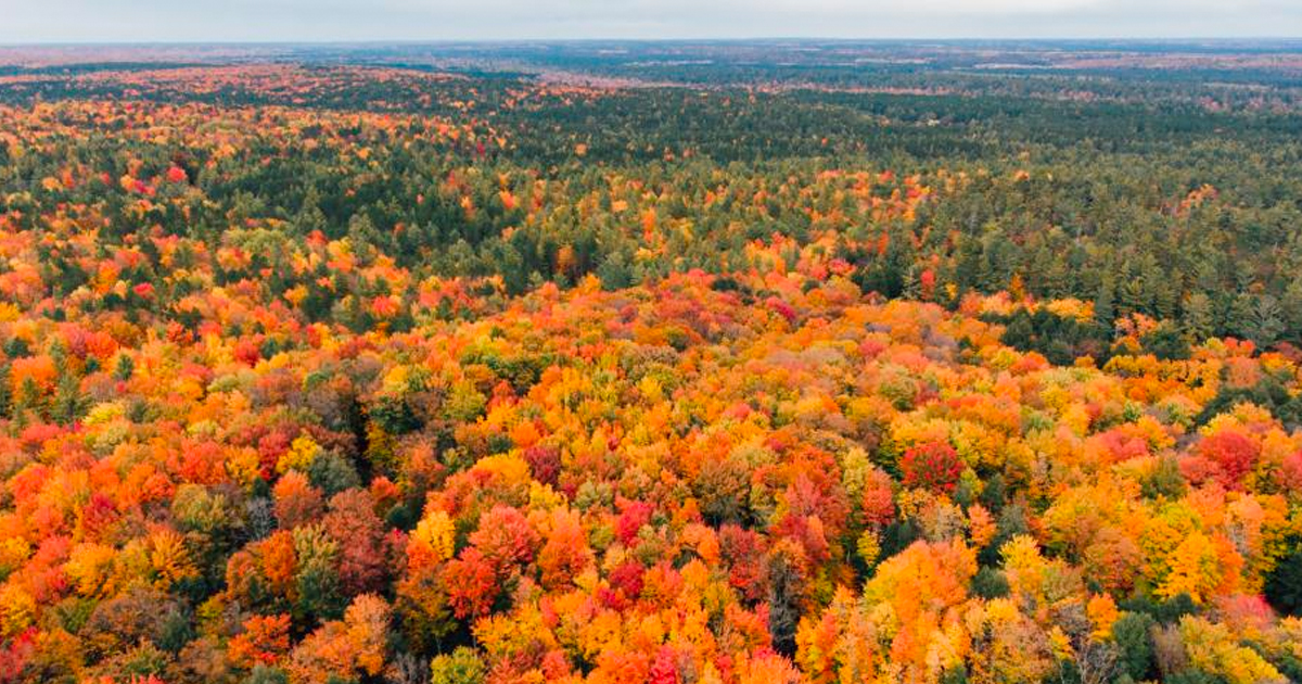 PureMichigan's tweet image. Our state parks show us why we always seem to fall for fall. 

puremi.ch/3PUJfqg #KeepFallFresh #FallFilter
