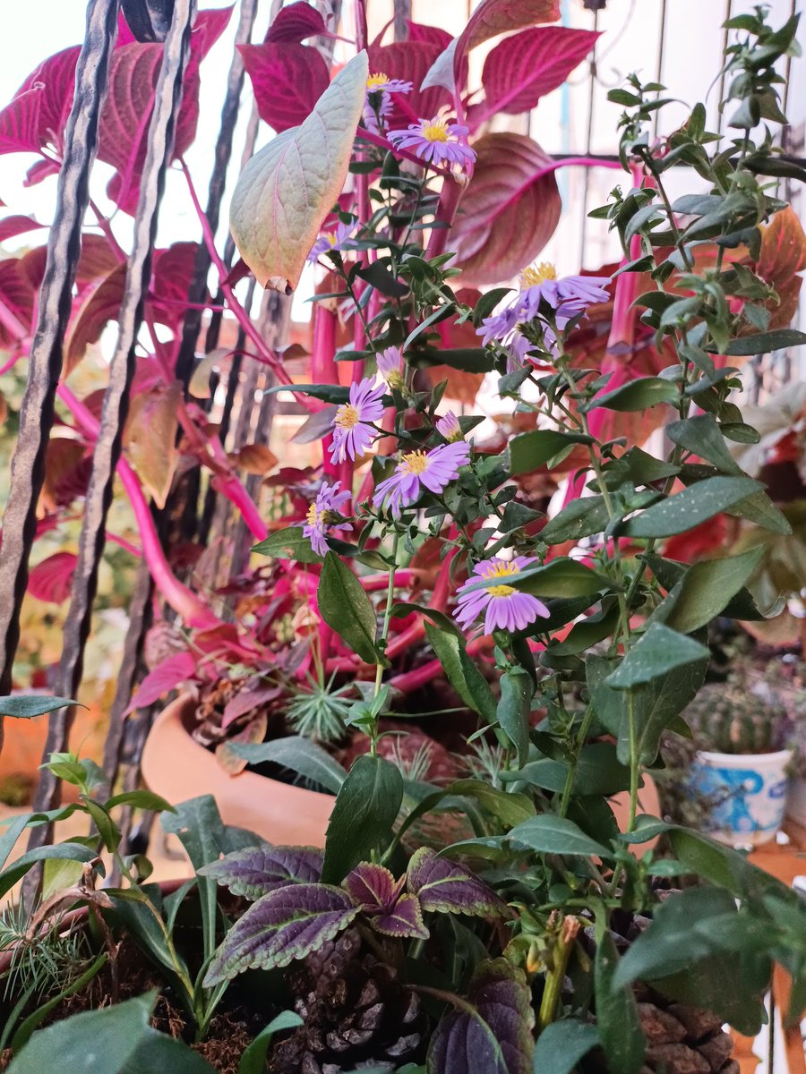 ...Ve güz geldi ömür hanım.
Dünya aydınlık sabahlarıni yitiriyor usul usul . insanın içini karartan bulutların seferi var göğün maviliginde.Yağmur ha yağdı ha yağacak .İncecik bir çisenti yokluyor boşluğunu insan yüreğinin...
#sukruerbas 
#huzurlugeceler