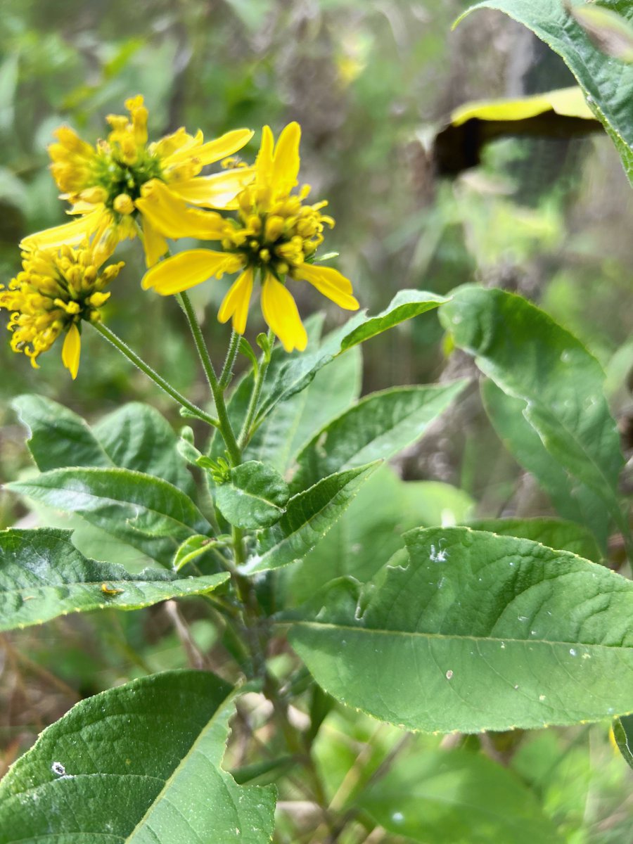 It’s wingstem. Blooming right now, holds its own against the 🦌, and 𝕟𝕒𝕥𝕚𝕧𝕖: virginiawildflowers.org/2015/08/09/win…

Thanks to <a href="/HEcoworks/">Howard EcoWorks</a> for introducing us to this hearty beauty today, and for touring <a href="/HoCoCouncil/">Howard County Council</a> through some of its ongoing projects in the #oldEllicottCity✨ watershed.