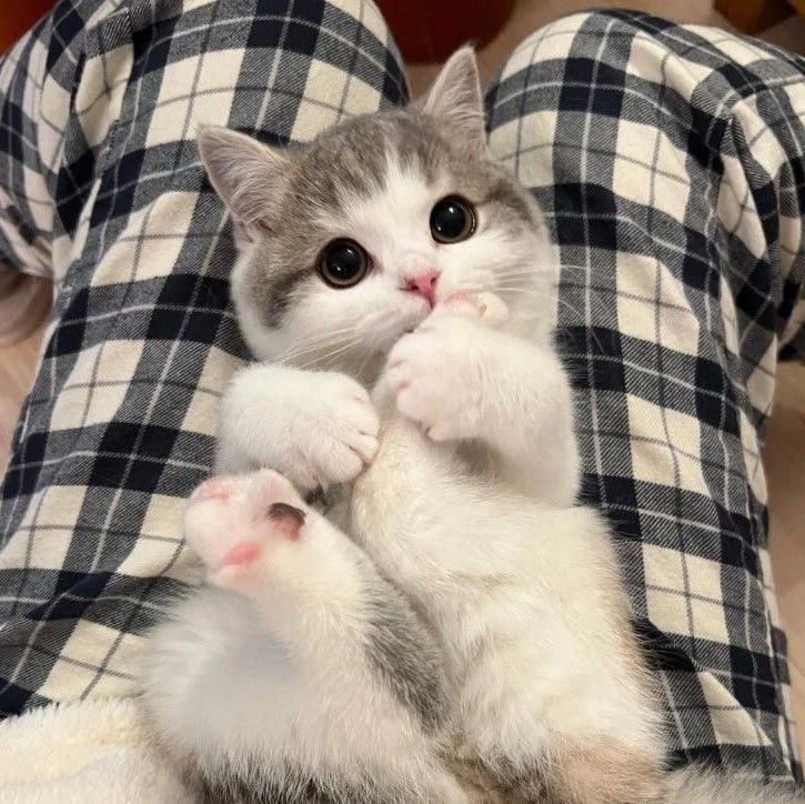 I love you meow and furever🦊😘