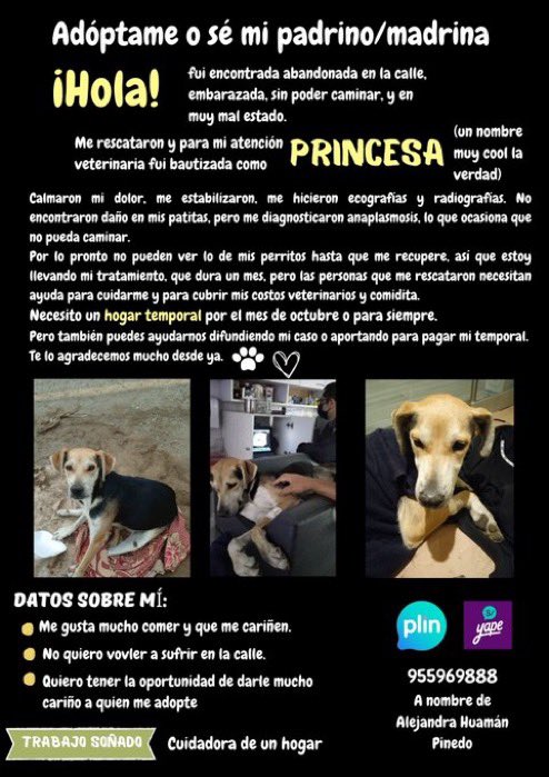 kathp925's tweet photo. Holaa, sé que me desaparezco de esta cuenta y paro inactiva, pero es porque ando terminando mi tesis, estudiando, trabajando y ahora ayudando a esta perrita. 
Por favor ayúdenme a difundir la historia de Princesa y si pueden colaborar, muchas graciaaas 😭😭🙏
Yape/Plin 955969888 https://t.co/tg5dfC4wSY