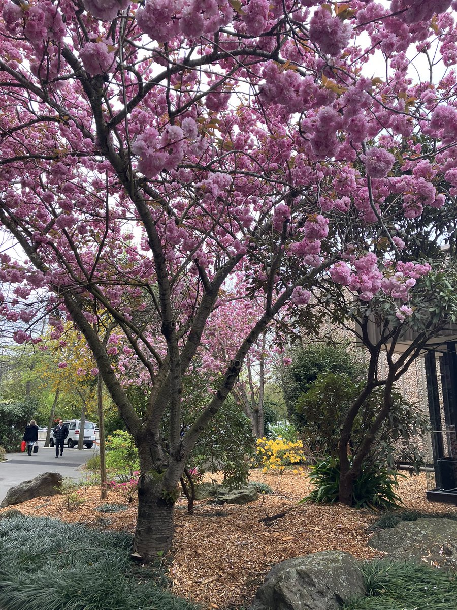helent13's tweet photo. Spring colour on campus today 🌸 @UCNZ https://t.co/Rqffln4y7M