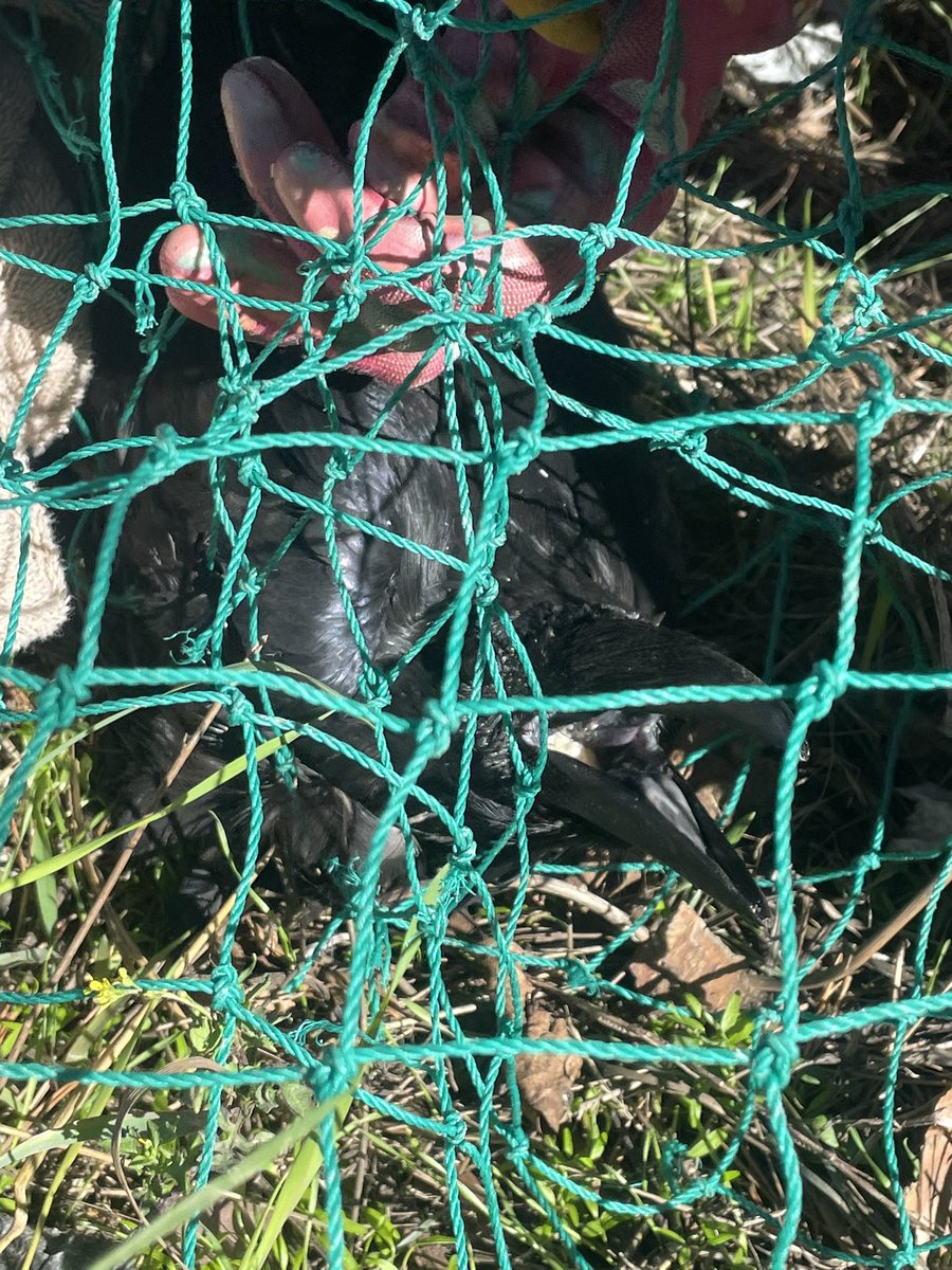 Nanaimo Local tweet media