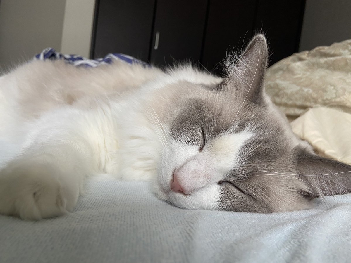 最近一緒に寝れて幸せ♡