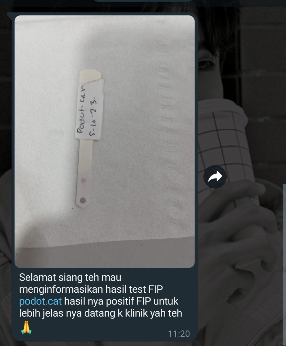 chohwanikuni's tweet photo. [URGENT OPEN COMISSION, RT AND LIKES ARE APPRECIATED]

Meowning, teman-teman!

Aku mau OPEN COMISSION  urgent super urgent untuk bisa mendanai Kucing ku yang baru aja dinyatakan Positive FIP kemarin siang.

#kucingfip #pejuangfip #cat #catlover #fipsurvivor #opencommission
#art https://t.co/BpUglcojlP