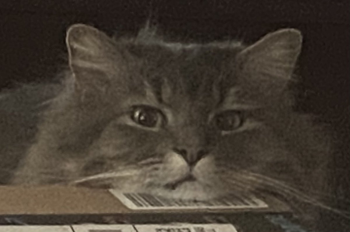 Mikeszapp's tweet photo. I have no idea why he looks so mad but I’m absolutely terrified https://t.co/xk3ys5dBZS