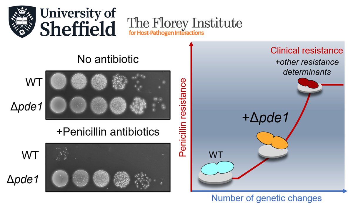 Beautiful new paper from the @andrewkfenton lab, in collaboration with @corrigar1 (also @MM_Sheffield) and @sheppard_lab. Have a read to discover how Strep pneumo can begin to evolve resistance to a family of antibiotics commonly used to treat infection pnas.org/doi/10.1073/pn…