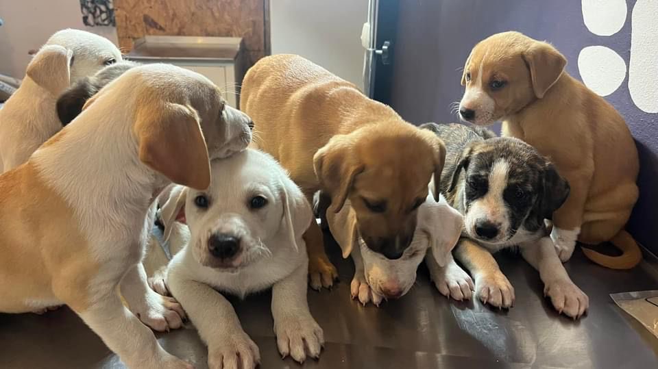 f_solorzano's tweet photo. Una perra rescatada en la carretera parió a estos cachorritos, ahora en adopción. Informes con Ana Carrera en 5554379332. https://t.co/jLsm4YeQg4