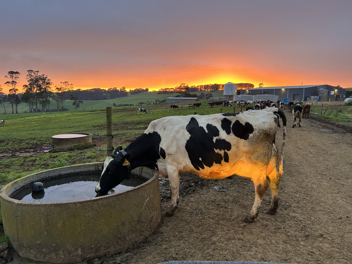 TasInAg's tweet photo. Good mooorning! 🐄☀️
Our staff (and cows!) are treated to spectacular views at TIA's Elliott Dairy Research Facility. What a way to start the day! 🤩
📸 Dr James Hills
#TasInAg #FridayInTheField #UTASLife #agriculture #agriculturescience #dairy #dairyfarmer https://t.co/88qVdmEidT