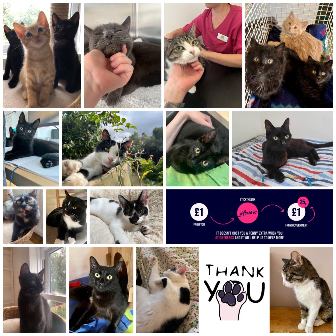 It’s #GiftAidAwarenessDay today so we’d like to thank everyone for ticking the box! When you #TickTheBox we can claim an extra 25p on every £1 donated so we can do so much more. Every small donation makes a big difference and helps us to continue helping cats in need.