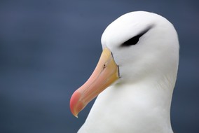 On my way to the Falklands to collect new data from wildlife to study infectious disease. We're looking at the role that different species play in pathogen spread from an #ecology perspective. For instance, are rodents responsible for disease outbreaks affecting #seabirds?