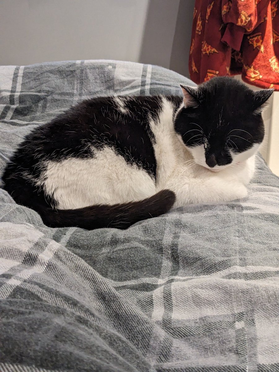 Does anyone else's cat refuse to sleep even though they're so tired, they literally fall asleep sitting? He's so tired, but he's waiting for me to lie down for snuggles 🥺🥺