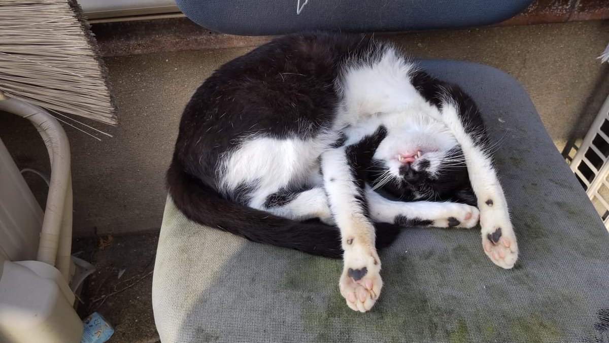 ainoshimacats's tweet photo. #相島
ある日の面白エピソード

そこの猫、死んでいるんじゃないですか！
来島者から通報ありΣ(ﾟДﾟ)！！

ホク君とかおる君。。。

朝飯も美味かったし、気候もだいぶん和らいだしの幸せの朝寝中に。起こすなよ〜ぉ！ https://t.co/XqkqQo6l8B