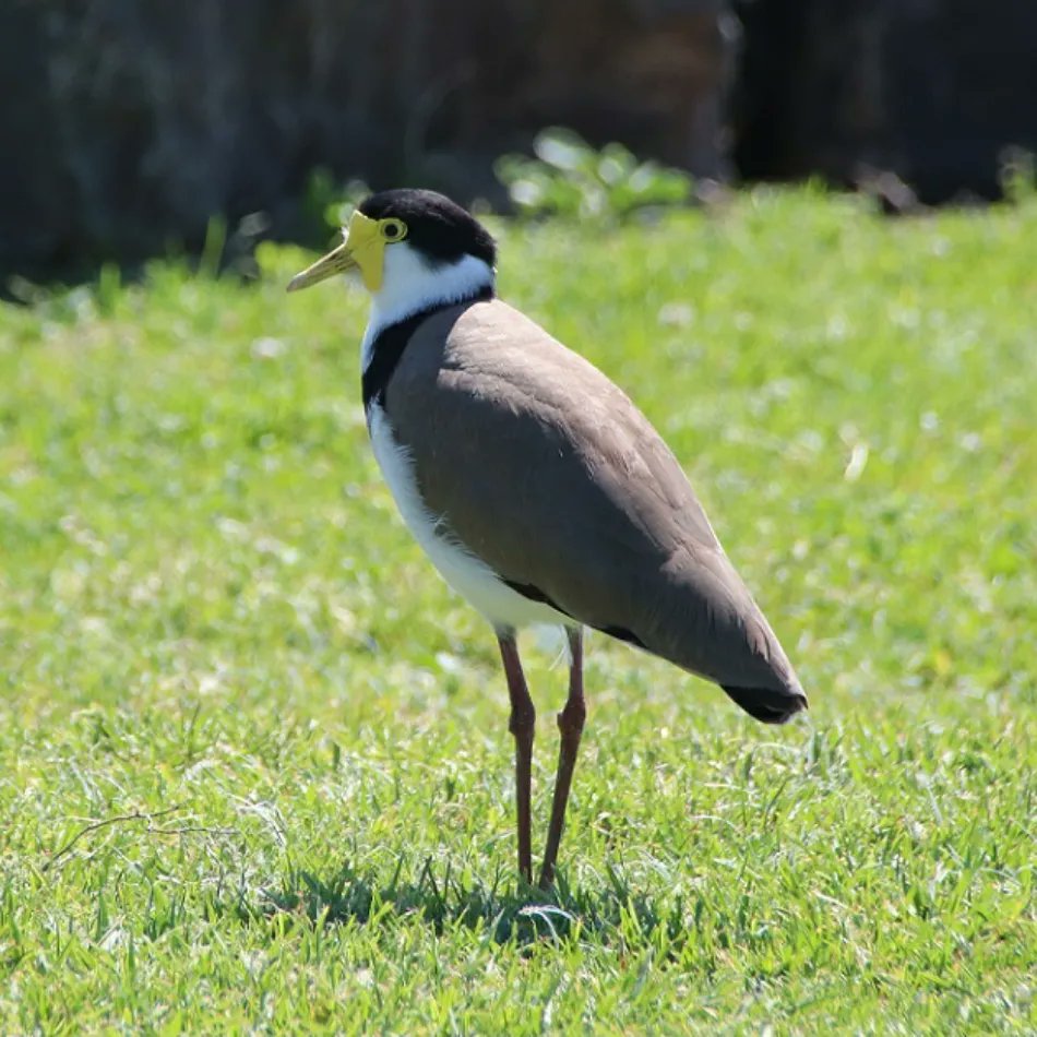 KennedCafe's tweet photo. Now here's a Masked Lapwing in Bellambi - strolling up past the Rock Pool, to have a look at the views along Bellambi Beach https://t.co/Ar3pos1aDm