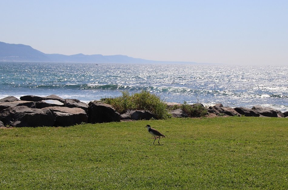 KennedCafe's tweet photo. Now here's a Masked Lapwing in Bellambi - strolling up past the Rock Pool, to have a look at the views along Bellambi Beach https://t.co/Ar3pos1aDm