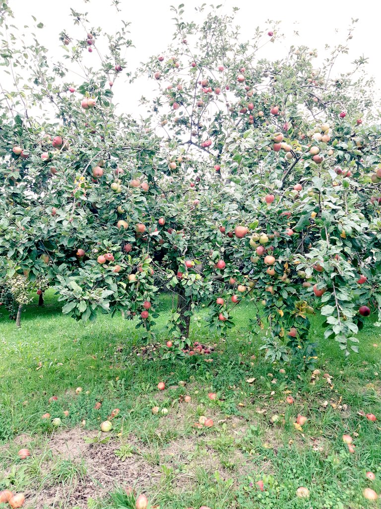 Igor Ferreras tweet media