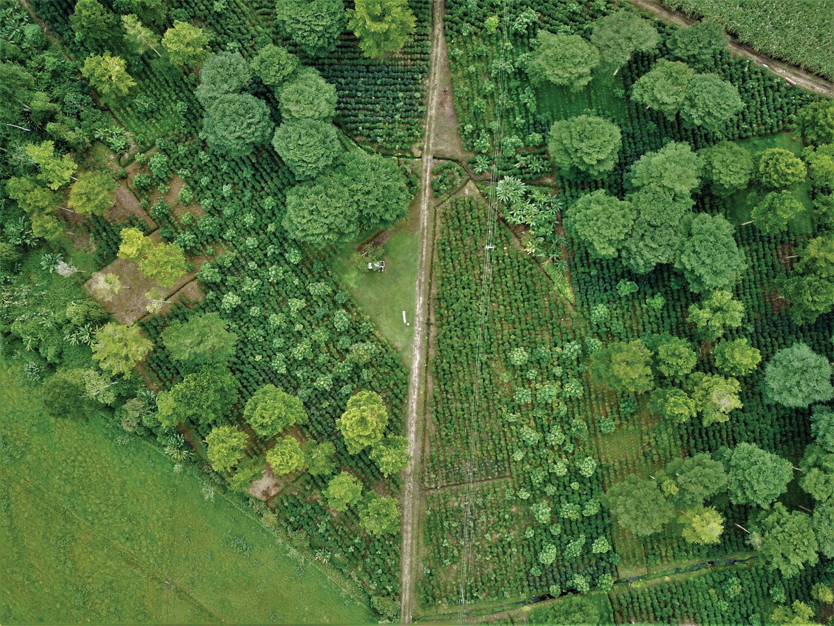 El #CATIE y <a href="/Promecafe/">PROMECAFE</a> lanzan nueva maestría y diplomado en caficultura sostenible e innovadora 🌎🌱☕

🔎 Entérate de todos los detalles aquí: bit.ly/48KfuzF