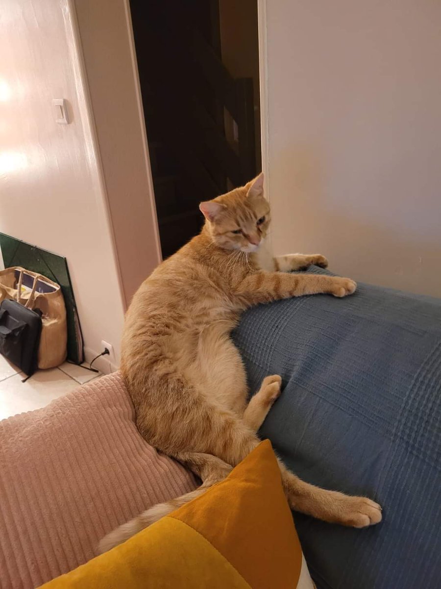 CHAT PERDU à Gretz Armainvillier (77), depuis mardi. Il s'appelle Ravioli, très gentil, un peu craintif. Si vous avez des nouvelles contactez moi, c'est le chat de ma sœur.
Twitter, fais ta magie stp...