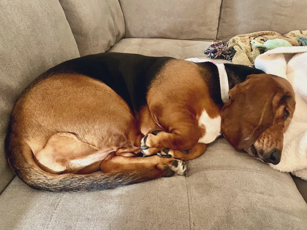 Basset Shenanigans tweet media