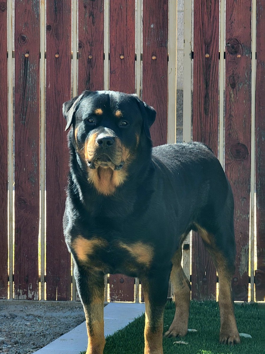 roccomom13's tweet photo. This guy, Gus, spent almost a week in the hospital a month ago with a lot of things going on. Yesterday he was finally cleared to be a dog again ❤️ He was letting the neighborhood know 🥰💗🥰
#Rottweiler #dogsoftwitter #akcdogs #dogs #workingdogs #gusgus https://t.co/ZxSGov88gZ