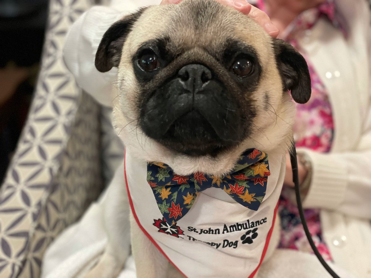 Spread some #Thanksgiving love with the nuns today at #TheSisterHouse 🍁~ Lil C #therapydog #pug #workingdogs #ldnont @LdnTherapyDogs