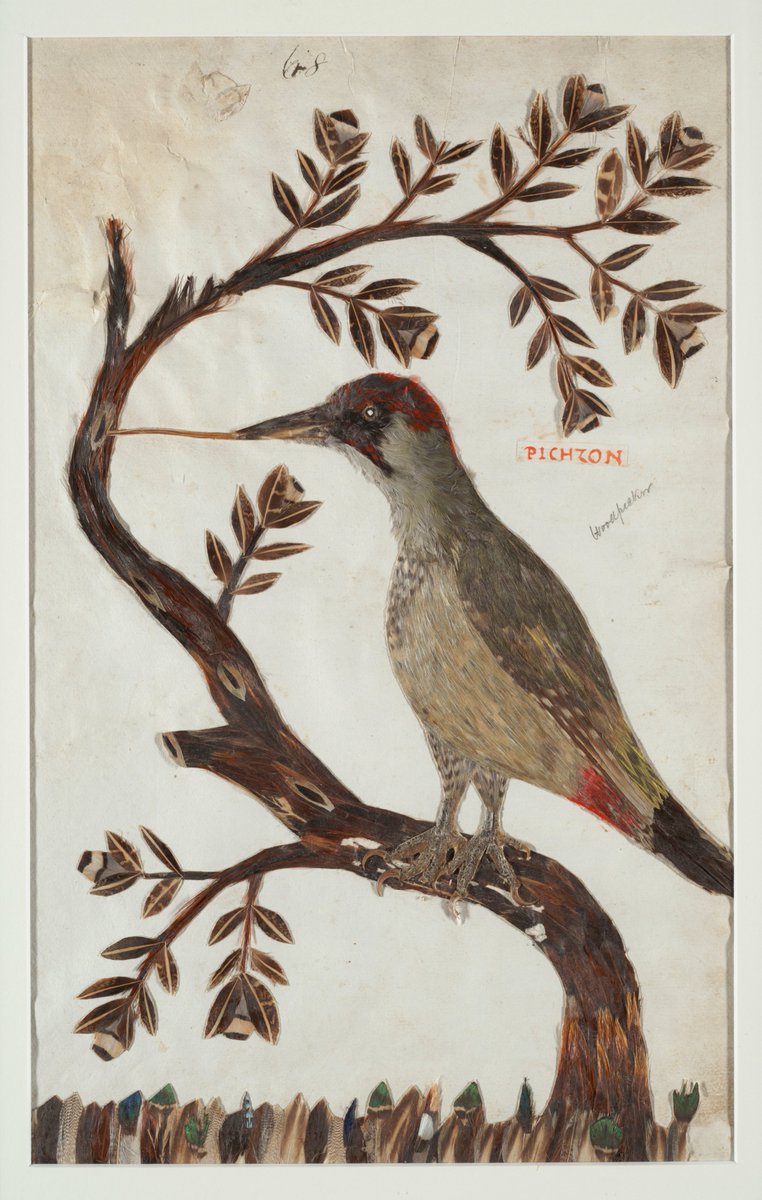 For #SciArtober Day 5 'Feathered': male Green Woodpecker (Picus viridis),  from The Feather Book of Dionisio Minaggio (Chief Gardener of Milan), 1618 (90/Minaggio 68). This remarkable book includes 156 illustrations made from real bird feathers (plus some extras including beaks &