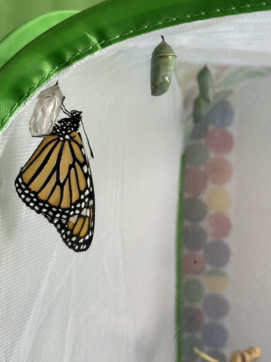 Terra Centre Eco Club (@tc_ecoteam) on Twitter photo Preschoolers and second graders are having so many memorable moments, watching the monarchs emerge from their chrysalis this week! <a href="/fcpsGet2Green/">FCPS Get2Green</a> Preschoolers and second graders are having so many memorable moments, watching the monarchs emerge from their chrysalis this week! <a href="/fcpsGet2Green/">FCPS Get2Green</a>