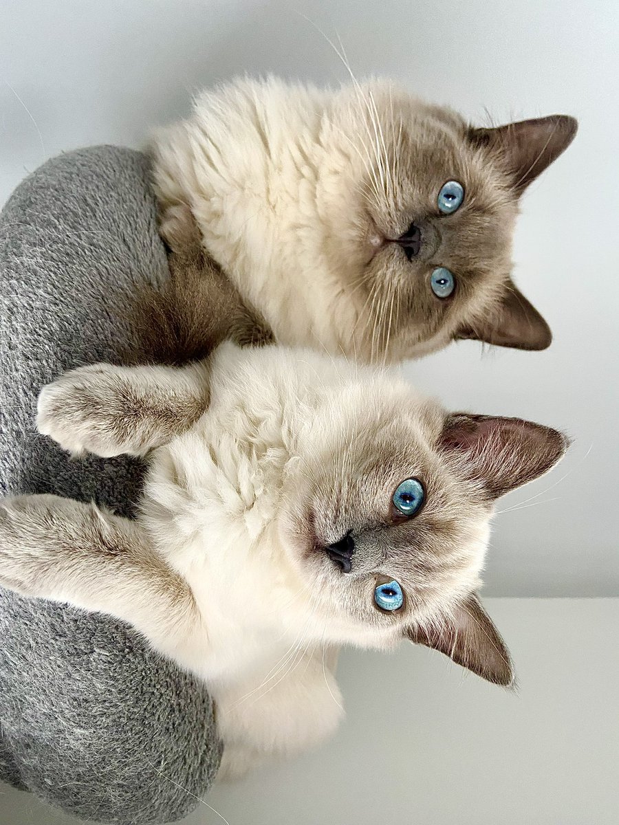 justmelxo's tweet photo. @camyoppenheimer 🐱 https://t.co/4ylrUZ8RCy