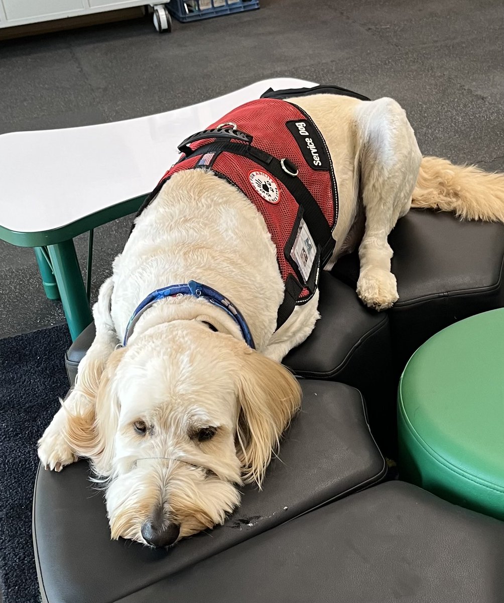 SarahBowser4's tweet photo. Is it Friday yet? That’s what Gibson might be trying to tell us after working so hard this week. 🐾😊⁦@MrsBly_MECC⁩ #shinelikesable #4paws4abilities #masonmoments https://t.co/ZTqRpsU14d