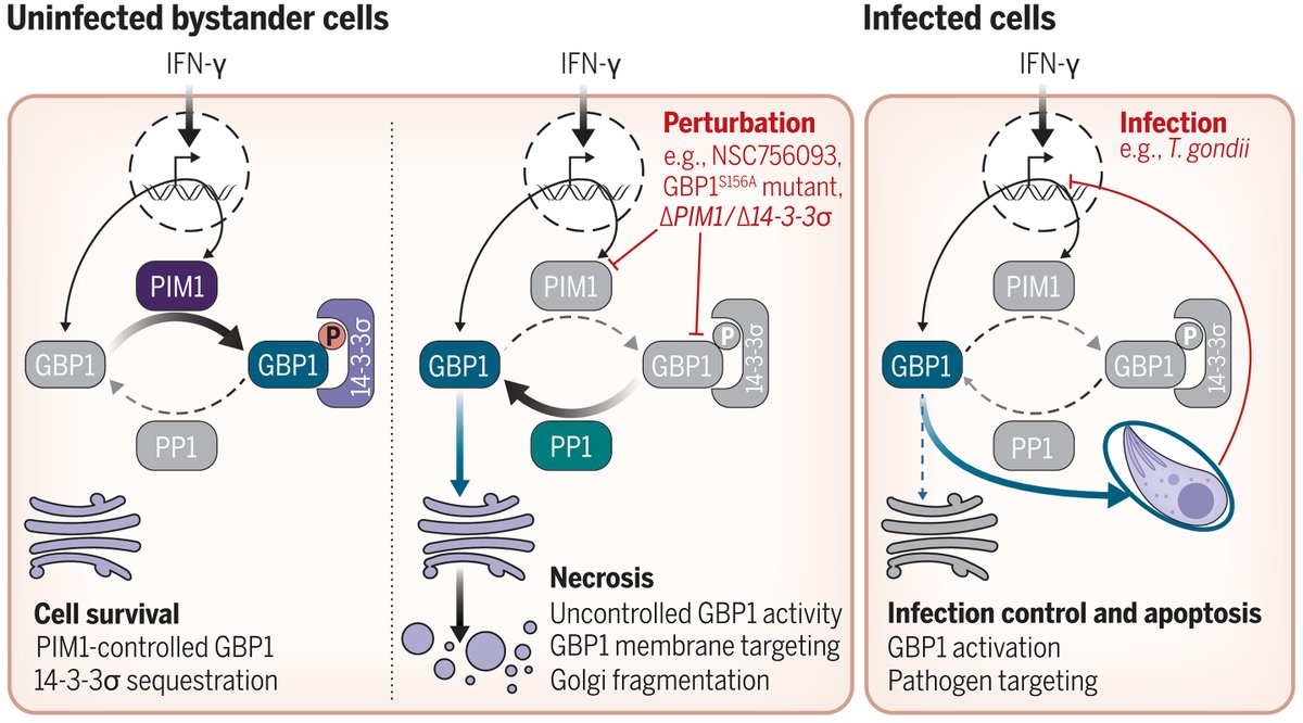 🎉 Huge congratulations to @DanielHFisch et al. @FrickelLab on their groundbreaking discovery in @ScienceMagazine! science.org/doi/full/10.11…