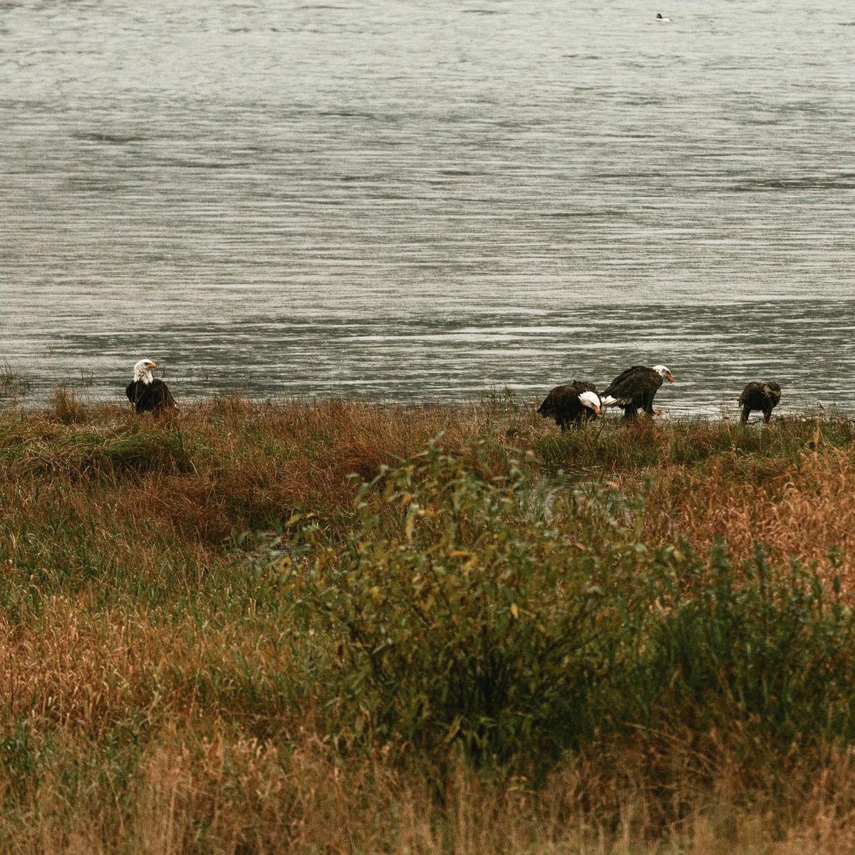 Embark on a picturesque journey along the Eagle Viewing Trail at Sandpiper Resort! For more details, visit <a href="/RowenasInn/">Rowena's Inn</a> 🦅🌲🌊

Discover all you need to know about Season of the Wild by visiting hrvtr.ee!

#JustUpTheRoad #HarrisonRiverValley #SeasonOfTheWild