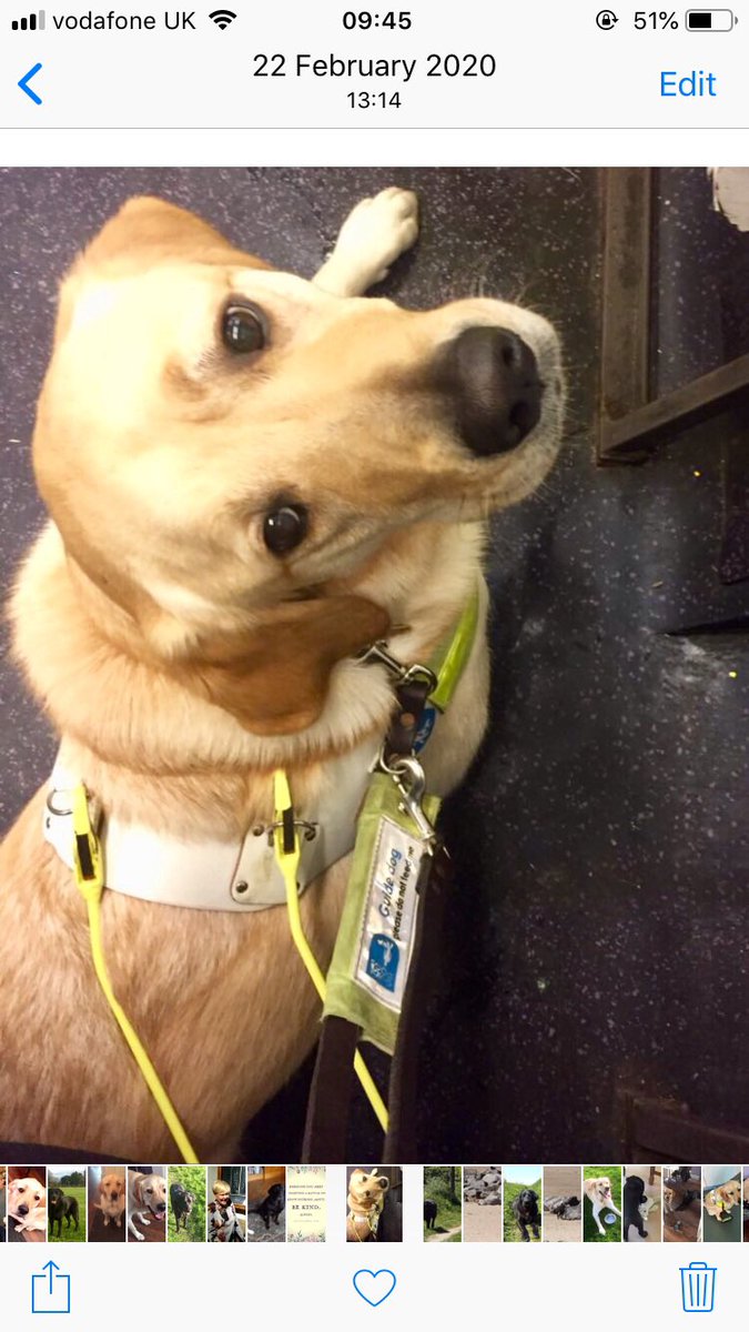 myolliethe_GD's tweet photo. Hi pals sadly @DeltaMerseyside refused my mum @suemooney2017 again. She is so upset🥲 Driver wound window down and said ‘dog not allowed’ and drove off. This can’t keep happening, please share!
#GuideDogRefusal #DogsOfTwitter https://t.co/iw3FrPQJUD