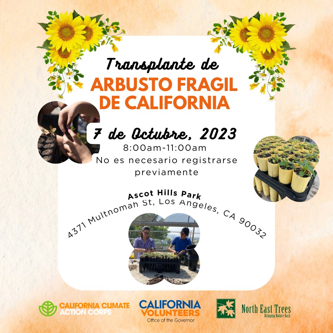 ✳️ ACTION ALERT ✳️

We have an abundance of California Bush Sunflowers to transplant ... and we hope you'll come join the party!

October 7 at our native plant nursery in El Sereno, 8 am until 11 am.

More at: instagram.com/p/CyCHcDcyYOg/