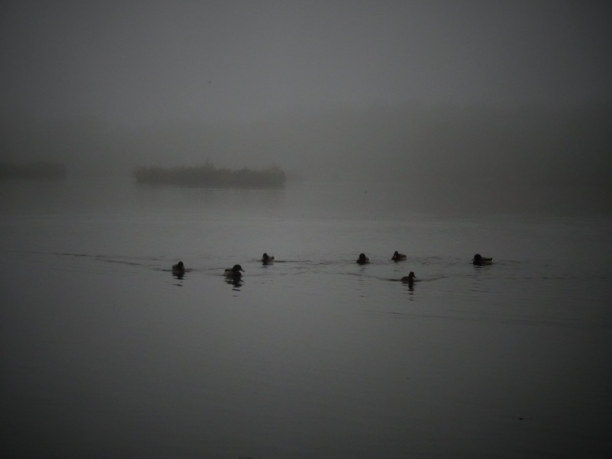 nomadicmark's tweet image. Five years ago today. Fleet Pond, Hampshire. 
Should really dust off my camera again, kind of enjoyed getting out and about.
