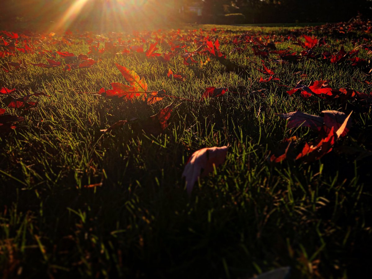 Felipe Barral tweet media