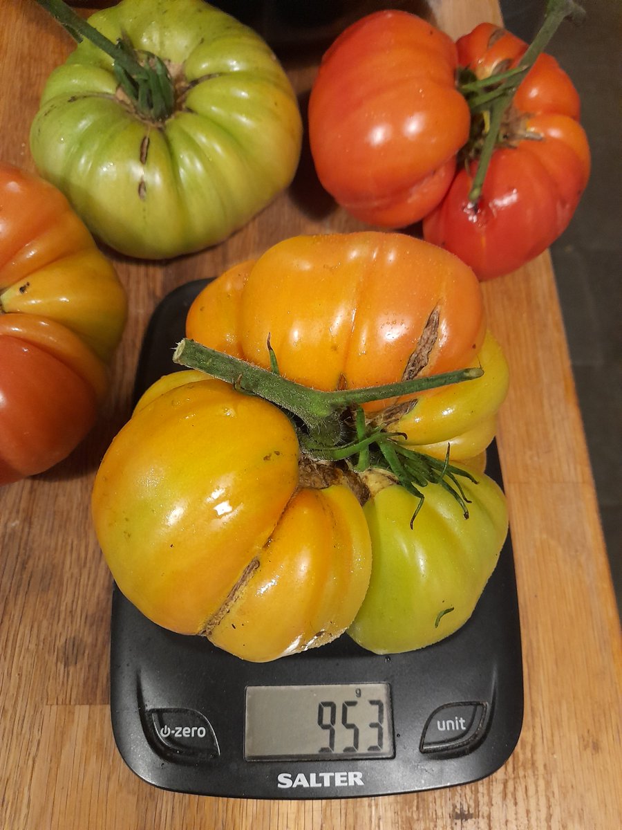 I appear to have under estimated how many tomatoes I would get from my polytunnel. Some of those monsters weigh almost a kilo each. 
And there's about another wheelbarrow full in there 👀 
#VictoryGarden ✌