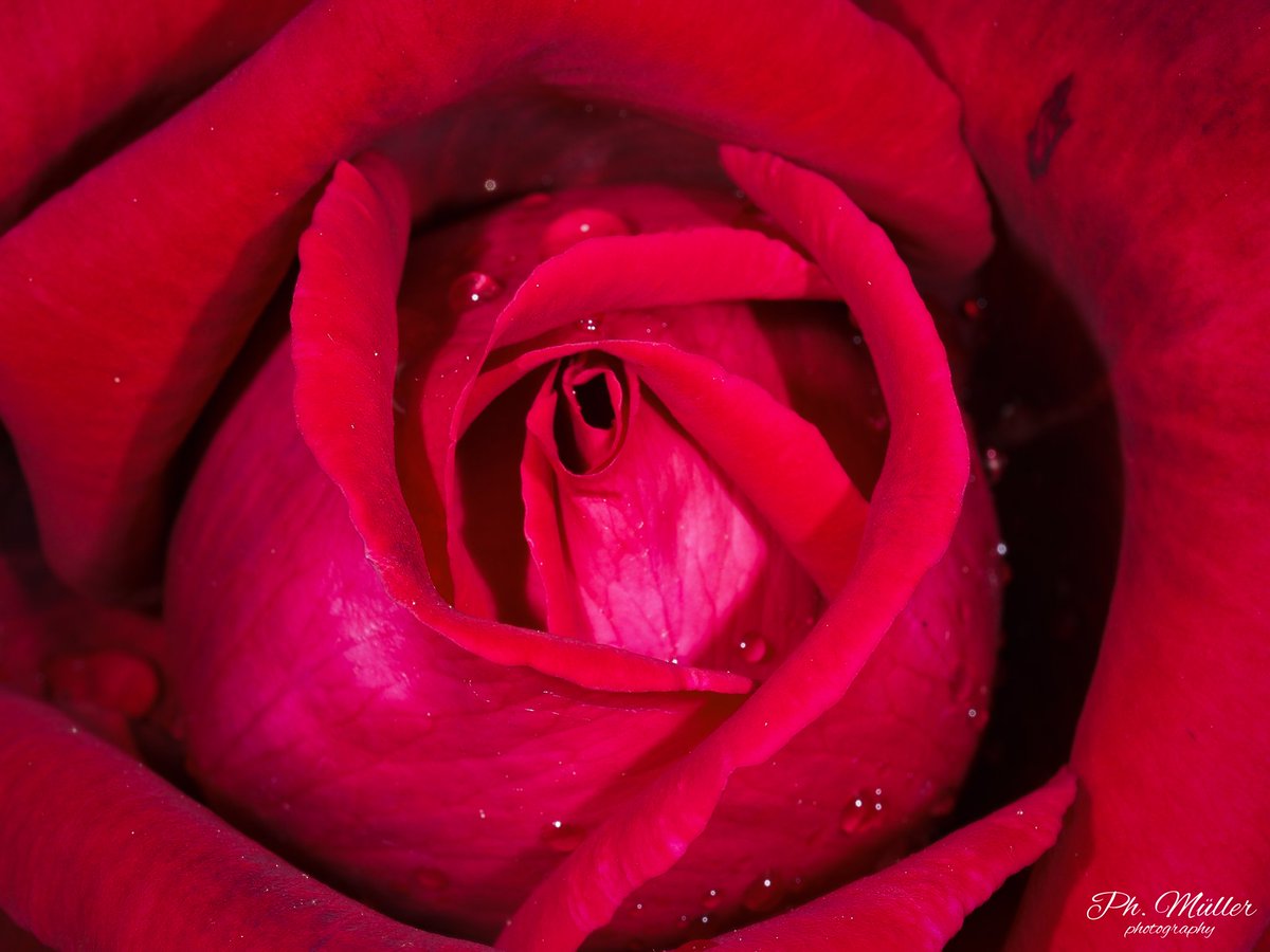 o0Philipp0o's tweet photo. 🌹😊 (📷)
-
#rose #rosen #blume #blumen #wassertropfen #roses #flower #flowers #waterdrops #drops
-
#fotografieren #fotograf #foto #fotos #photography #photographer #photo #photos #olympus #omd #makro #macro #macrophotography #hobby #schweiz https://t.co/94OxR9Irsf