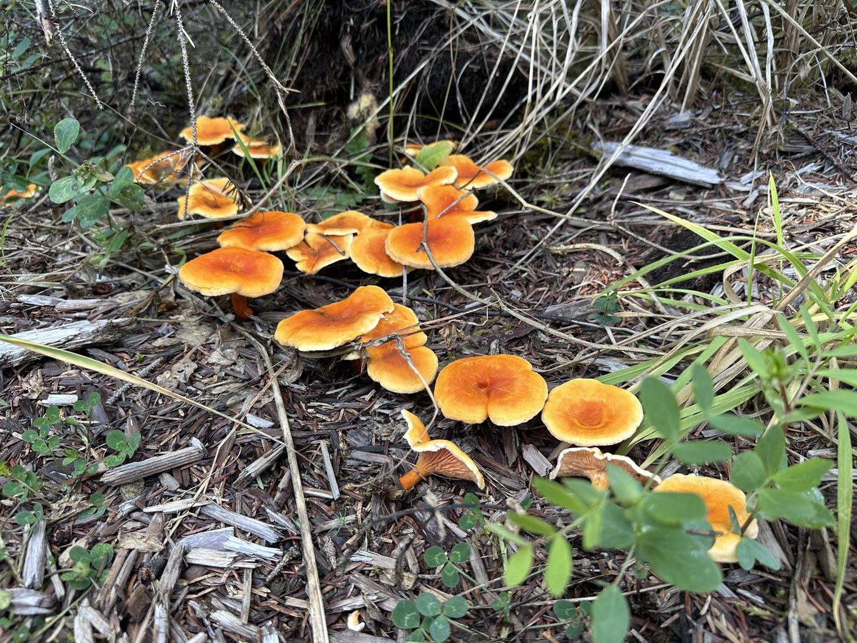 Jennifer_Grenz's tweet image. Grateful to be in Haida territory at the Indigenous Food Champions Gathering. I can’t wait for all of the sharing and new friendships to come over the next few days. And yes, I already found an invasive green crab (dead) on the Tlell River. #nativeinstem