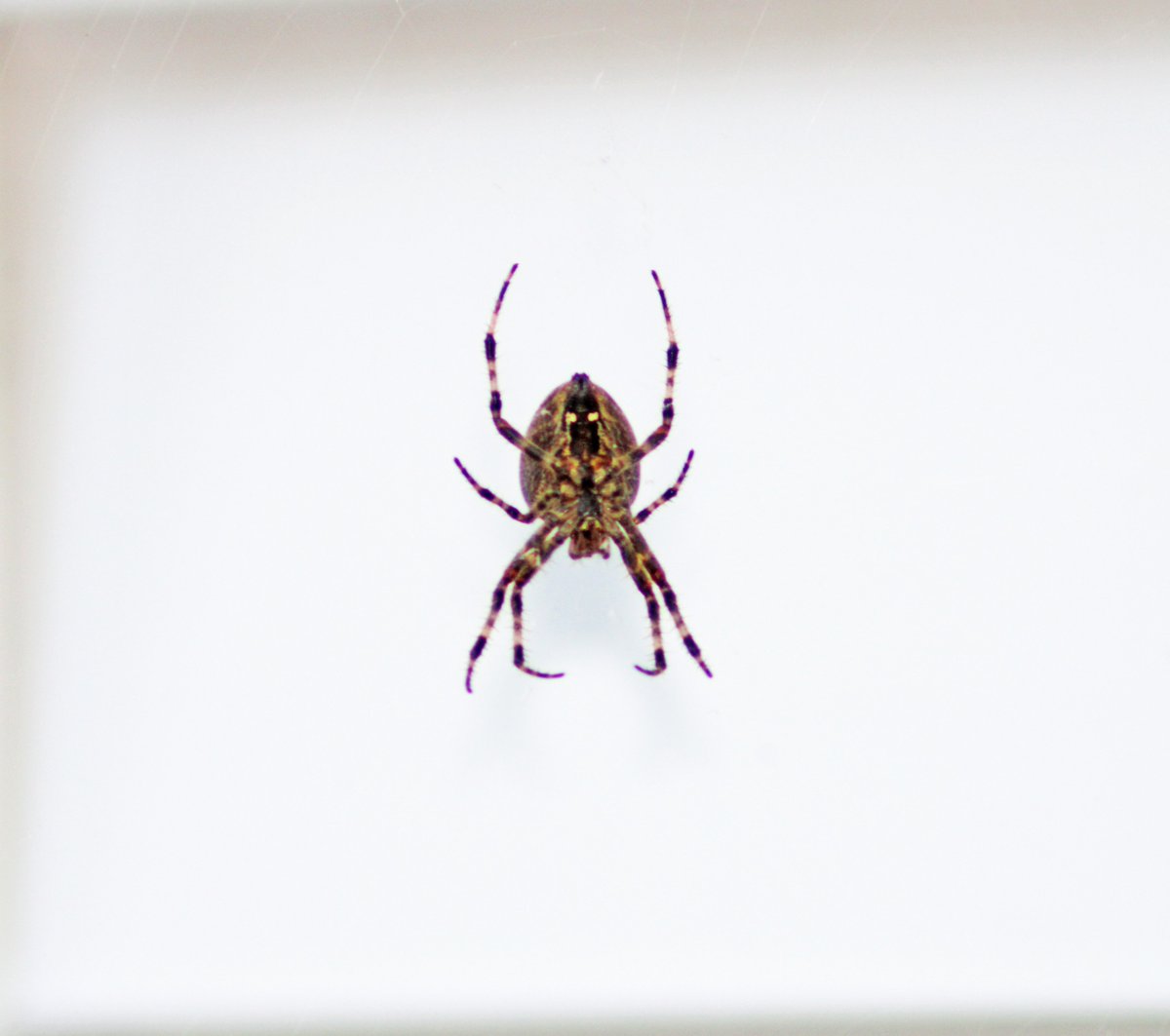 AlysaScottPhoto's tweet photo. Araneus diadematus
(Cross Spider)
One of Massachusetts' largest species of spider and..... very photogenic! 📸🕷
#nature #NaturePhotography #spiders #crossspider #mass #largespider #photography #photographer #outdoors https://t.co/Qf73yxfzCh