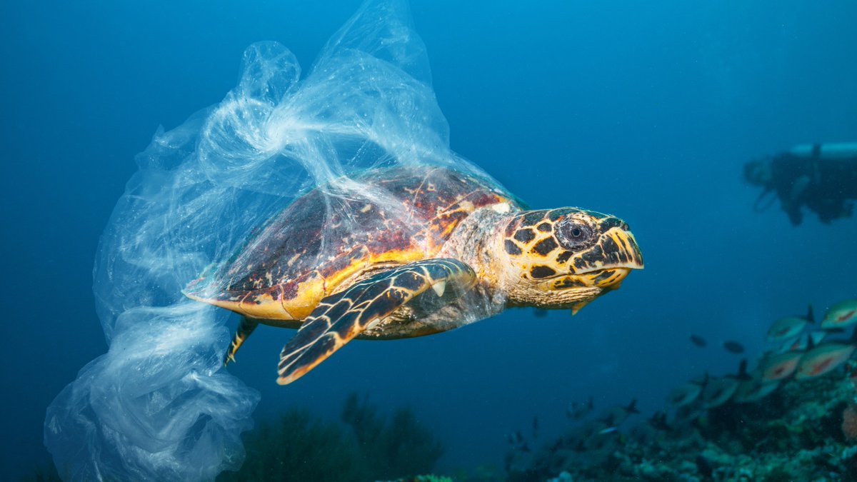 WWF Latinoamérica tweet media