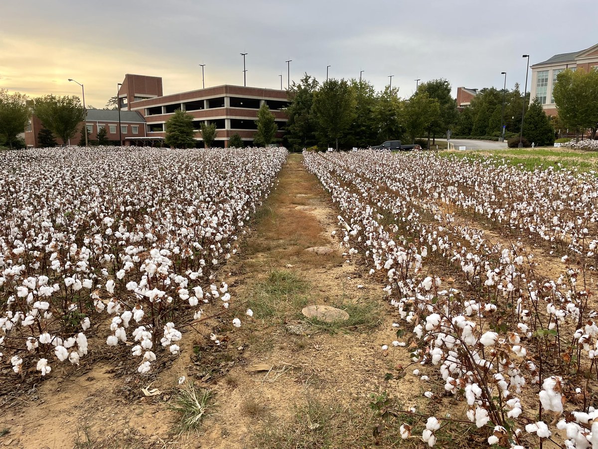Amazed at what cotton breeders have achieved over the last century. The plot on the right has had no nitrogen fertilizer, no cover crops, and has been planted in cotton every year since 1896…but it STILL yields over a bale of cotton per acre.