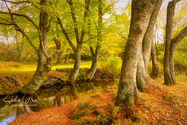 “𝐁𝐋𝐔𝐄 𝐑𝐈𝐃𝐆𝐄 𝐂𝐎𝐔𝐍𝐓𝐑𝐘 𝐀𝐔𝐓𝐔𝐌𝐍”  ❤️
Get it HERE: shelia-hunt.pixels.com/featured/blue-…

#Autumn #BlueRidgeCountry #NorthCarolina #sunset #BlueRidgeMountains #AppalachianMountains #BuyIntoArt #AYearForArt #FallForArt