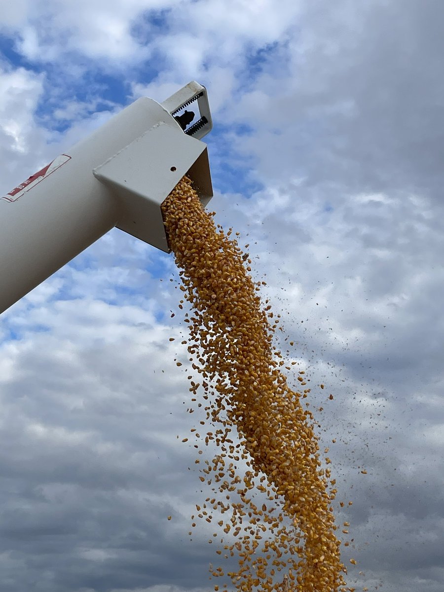 ronrob84's tweet image. 🌽 @ChannelSeed Dryland Test plot time!! 

#channelingup #harvest23 #testplot
#Colorado #corn