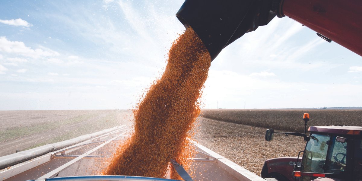 Our performance is speaking for itself in the FIRST Seed Tests this week – busting bins and taking names with FIVE first place finishes! Why plant anything other than #FSInVISION on your farm? #harvest23  bit.ly/3troVUp