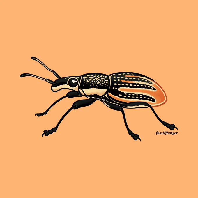 Invertober Day 4 - Citrus Root Weevil  #Invertober #Invertober2023 