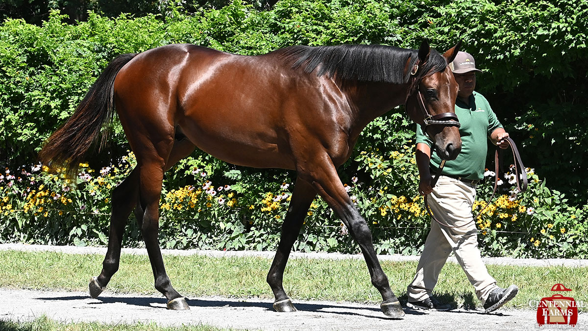 Centennial_Farm's tweet photo. #ThrowbackThursday to Enlighten looking good the morning after we bought him at #FTSar! His race was canceled last week but he's ready to go for the reboot tomorrow. He's in the seventh at #BelmontAtTheBigA - #fingerscrossed! https://t.co/tzbTz9hw4U