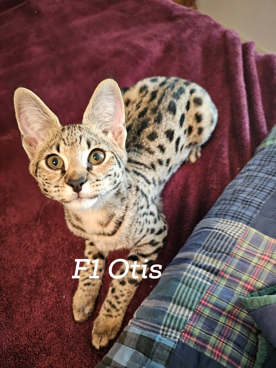 Dreamkatz Exotics Savannahs tweet media