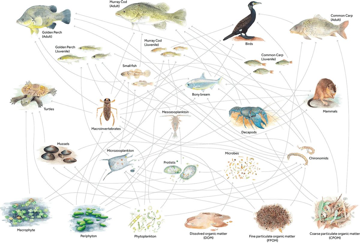 Have you seen our new Water Quality and Food Webs Theme page? The revised page brings together 7 years of evaluation at the Basin-scale and the latest in food web research. A new resource you can keep coming back to for more: bit.ly/3ODnKZj @theCEWH
